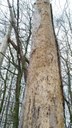 Het is een trend om in bossen dode bomen te laten staan ten voordele van bij voorbeeld zwammen, insecten en uiteindelijk ook bijvoorbeeld een soort meer aan de top van deze voedselpiramide, de Zwarte specht.