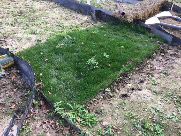 Grasstrook (buffer)