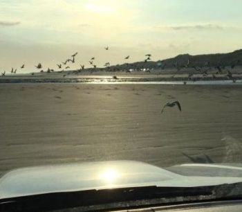 Wegvliegende meeuwen op het strand (foto vanuit jeep)