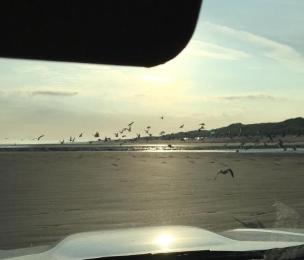 Wegvliegende meeuwen op strand