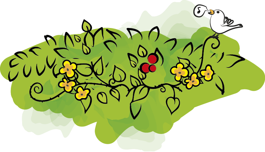 Illustratie van een heg in bloei met bloemen en bessen en een fluitende vogel.