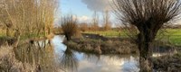 Ecologisch herstel Oude Kale in Landegem voor boost waterleven