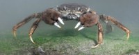 Primeur in Vlaanderen: de krabbensleuf