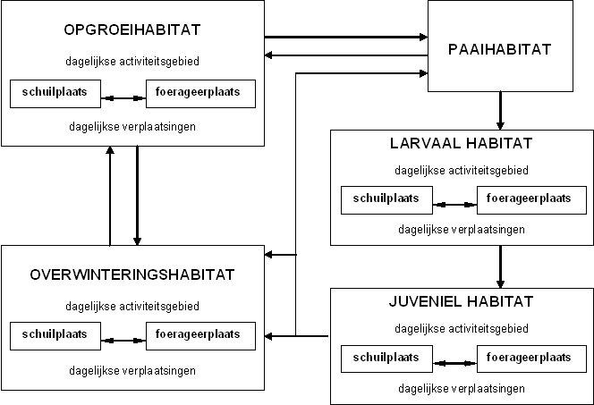 Schema: Migratiepatronen (Johan Coeck, 2002)
